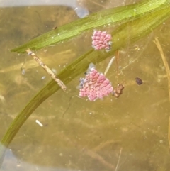 Azolla pinnata (Ferny Azolla) at Wollondilly River Corridor, Goulburn - 15 Jun 2021 by Rixon