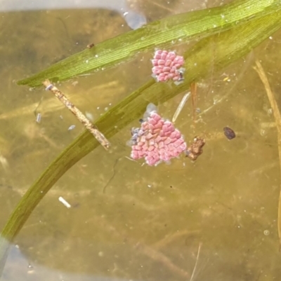 Azolla pinnata (Ferny Azolla) at Wollondilly River Corridor, Goulburn - 15 Jun 2021 by Rixon