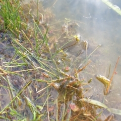 Azolla pinnata at Goulburn, NSW - 15 Jun 2021