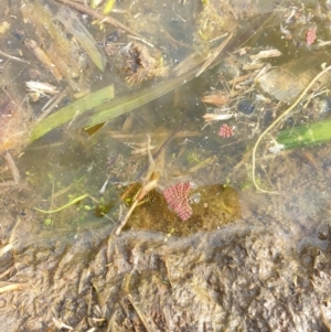 Azolla pinnata at Goulburn, NSW - 15 Jun 2021