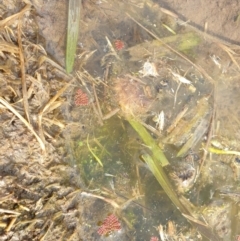 Azolla pinnata at Goulburn, NSW - 15 Jun 2021 12:22 PM