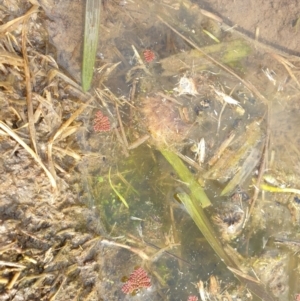 Azolla pinnata at Goulburn, NSW - 15 Jun 2021