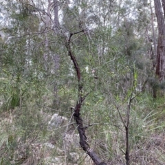 Persoonia linearis (Narrow-leaved Geebung) at Wingecarribee Local Government Area - 14 Jun 2021 by GlossyGal