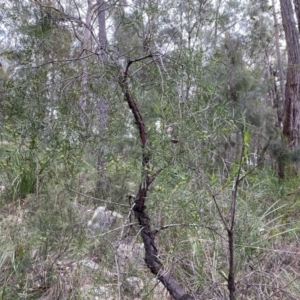 Persoonia linearis at Mittagong, NSW - 14 Jun 2021 01:44 PM