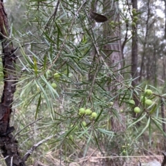 Persoonia linearis at Mittagong, NSW - 14 Jun 2021 01:44 PM