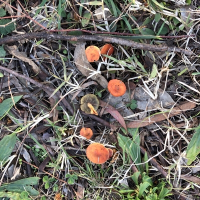 Leratiomcyes ceres (Red Woodchip Fungus) at Hughes Garran Woodland - 11 Jun 2021 by ruthkerruish