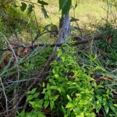 Asparagus asparagoides at Goulburn, NSW - 16 Jun 2021 12:33 PM