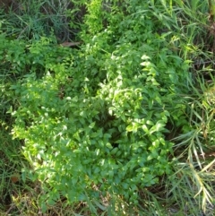 Asparagus asparagoides at Goulburn, NSW - 16 Jun 2021 12:33 PM