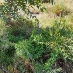 Asparagus asparagoides at Goulburn, NSW - 16 Jun 2021 12:33 PM