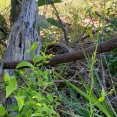 Asparagus asparagoides at Goulburn, NSW - 16 Jun 2021 12:33 PM