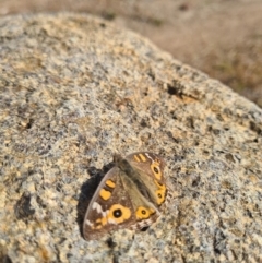 Junonia villida (Meadow Argus) at Red Hill, ACT - 16 Jun 2021 by RangerJim