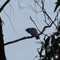 Callocephalon fimbriatum (Gang-gang Cockatoo) at Lyons, ACT - 16 Jun 2021 by RangerJim