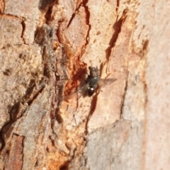 Rivellia connata (A signal fly) at Rocky Hill War Memorial Park and Bush Reserve, Goulburn - 16 Jun 2021 by Rixon