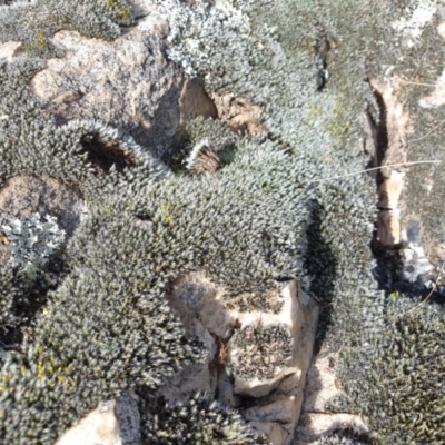 Grimmia sp. (A moss) at Rocky Hill War Memorial Park and Bush Reserve, Goulburn - 16 Jun 2021 by Rixon