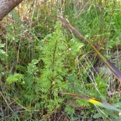 Cheilanthes sp. (Rock Fern) at Rocky Hill War Memorial Park and Bush Reserve - 16 Jun 2021 by Rixon