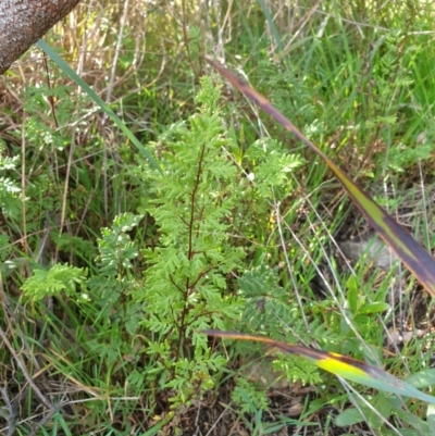 Cheilanthes sp. (Rock Fern) at Rocky Hill War Memorial Park and Bush Reserve, Goulburn - 16 Jun 2021 by Rixon