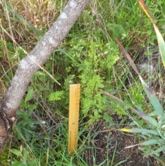 Cheilanthes sp. at Goulburn, NSW - 16 Jun 2021