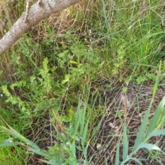 Cheilanthes sp. at Goulburn, NSW - 16 Jun 2021