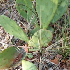 Opuntia sp. (Prickly Pear) at Rocky Hill War Memorial Park and Bush Reserve, Goulburn - 16 Jun 2021 by Rixon