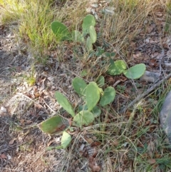 Opuntia sp. at Goulburn, NSW - 16 Jun 2021 12:30 PM