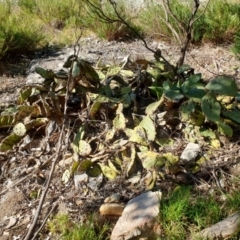 Opuntia sp. at Goulburn, NSW - 16 Jun 2021 12:30 PM