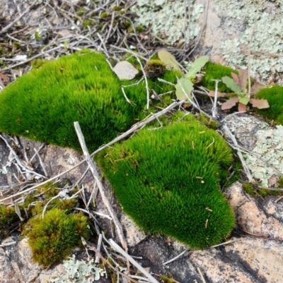 Campylopus (A moss) at Rocky Hill War Memorial Park and Bush Reserve, Goulburn - 16 Jun 2021 by Rixon