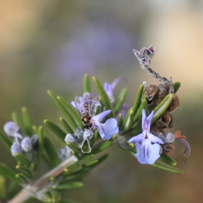Melangyna viridiceps (Hover fly) at Goulburn, NSW - 16 Jun 2021 by Rixon