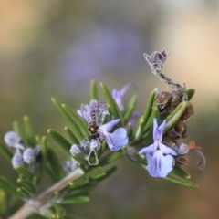 Melangyna viridiceps (Hover fly) at Goulburn, NSW - 16 Jun 2021 by Rixon