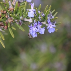 Melangyna viridiceps at Goulburn, NSW - 16 Jun 2021