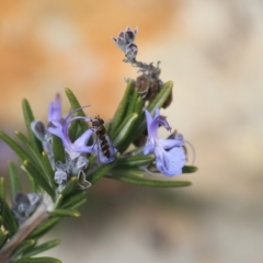 Melangyna viridiceps at Goulburn, NSW - 16 Jun 2021