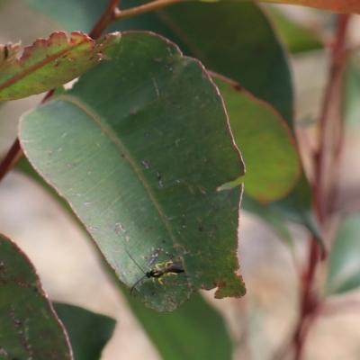 Hyposoter bombycivorus (An Ichneumon Wasp) at Rocky Hill War Memorial Park and Bush Reserve, Goulburn - 16 Jun 2021 by Rixon