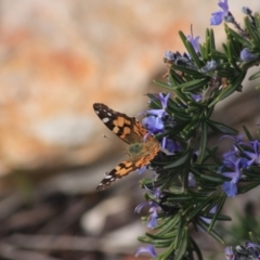 Vanessa kershawi (Australian Painted Lady) at Rocky Hill War Memorial Park and Bush Reserve - 16 Jun 2021 by Rixon