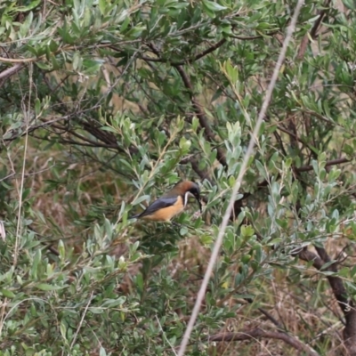 Acanthorhynchus tenuirostris (Eastern Spinebill) at Rocky Hill War Memorial Park and Bush Reserve - 16 Jun 2021 by Rixon