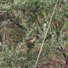 Acanthorhynchus tenuirostris (Eastern Spinebill) at Goulburn, NSW - 16 Jun 2021 by Rixon
