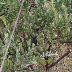 Acanthorhynchus tenuirostris at Goulburn, NSW - 16 Jun 2021