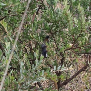 Acanthorhynchus tenuirostris at Goulburn, NSW - 16 Jun 2021