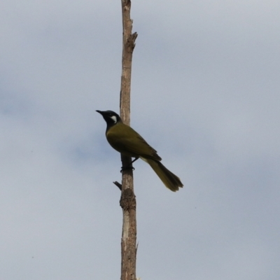 Nesoptilotis leucotis (White-eared Honeyeater) at Goulburn, NSW - 16 Jun 2021 by Rixon