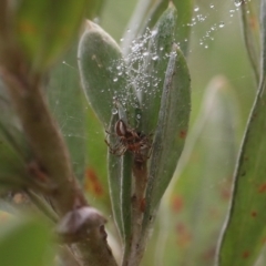 Unidentified Spider (Araneae) at Rocky Hill War Memorial Park and Bush Reserve, Goulburn - 16 Jun 2021 by Rixon