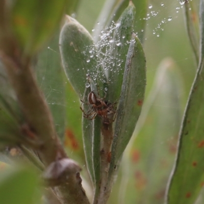 Unverified Spider at Goulburn, NSW - 16 Jun 2021 by Rixon
