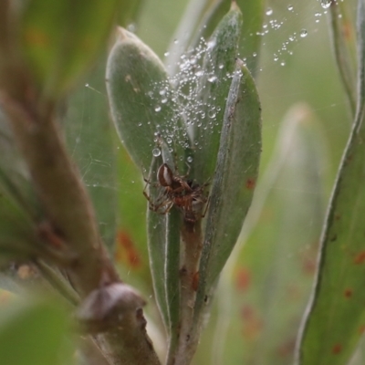 Unidentified Spider (Araneae) at Rocky Hill War Memorial Park and Bush Reserve, Goulburn - 16 Jun 2021 by Rixon