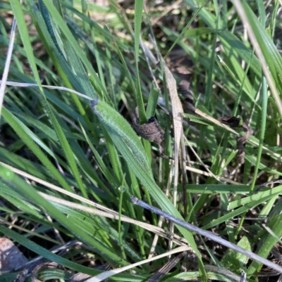 Nassella neesiana (Chilean Needlegrass) at Hackett, ACT - 16 Jun 2021 by waltraud