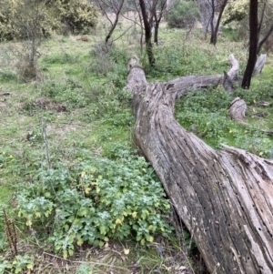 Marrubium vulgare at Hackett, ACT - 16 Jun 2021