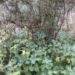 Marrubium vulgare at Hackett, ACT - 16 Jun 2021