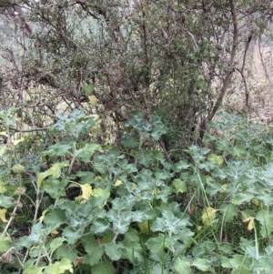 Marrubium vulgare at Hackett, ACT - 16 Jun 2021