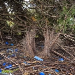 Ptilonorhynchus violaceus (Satin Bowerbird) at Wingecarribee Local Government Area - 8 May 2021 by Aussiegall