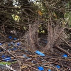 Ptilonorhynchus violaceus at Wingecarribee Local Government Area - suppressed