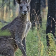 Macropus giganteus (Eastern Grey Kangaroo) at Morton National Park - 27 Apr 2021 by Aussiegall