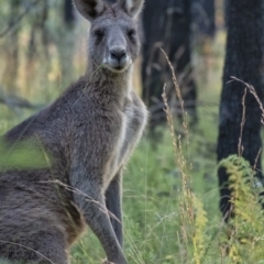 Macropus giganteus (Eastern Grey Kangaroo) at Bundanoon - 27 Apr 2021 by Aussiegall