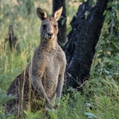 Macropus giganteus at Wingecarribee Local Government Area - 27 Apr 2021 04:52 PM