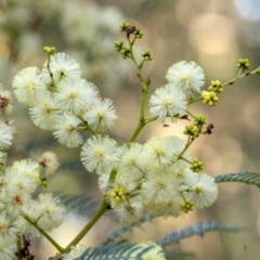 Acacia terminalis (Sunshine Wattle) at Penrose, NSW - 25 Apr 2021 by Aussiegall